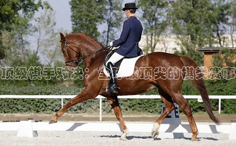 AG尊时凯龙人生就博